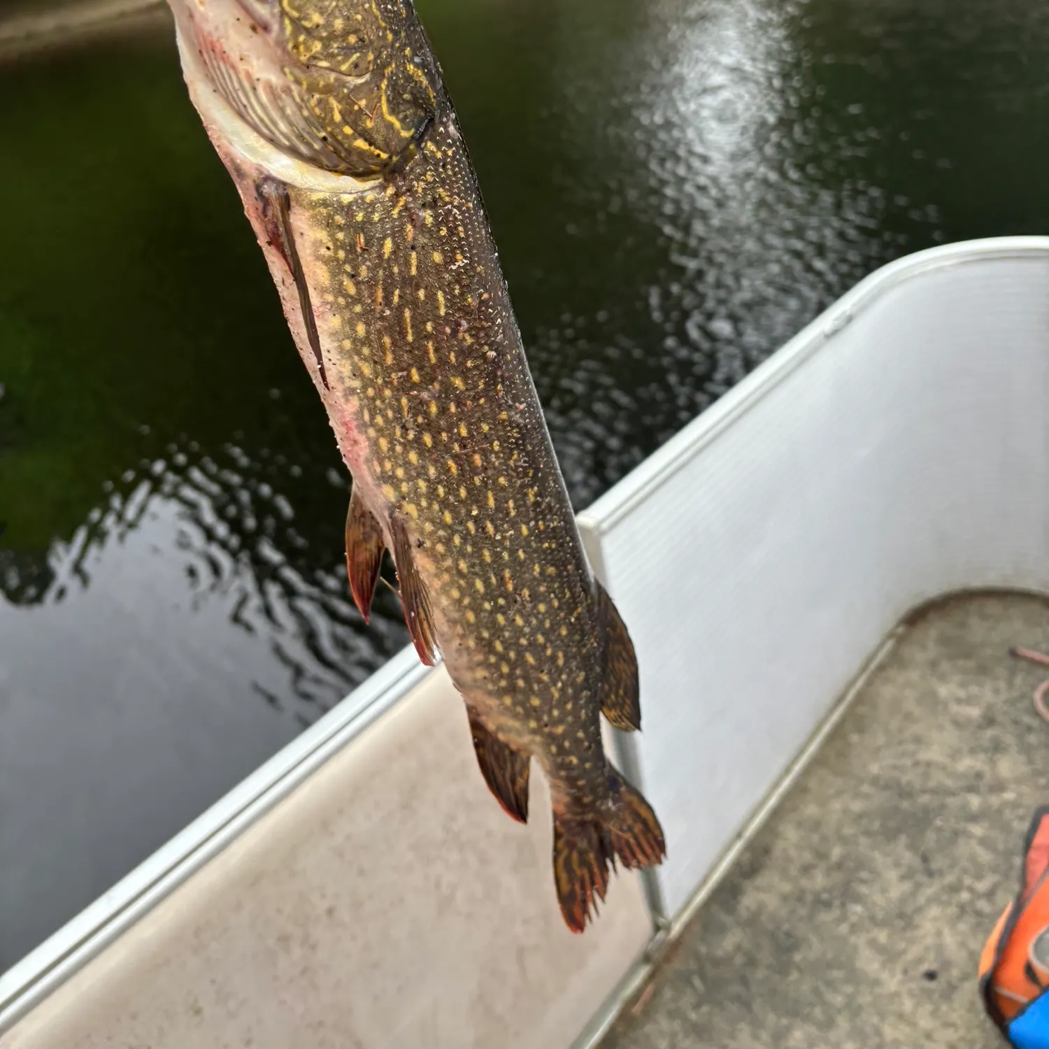 angler catch