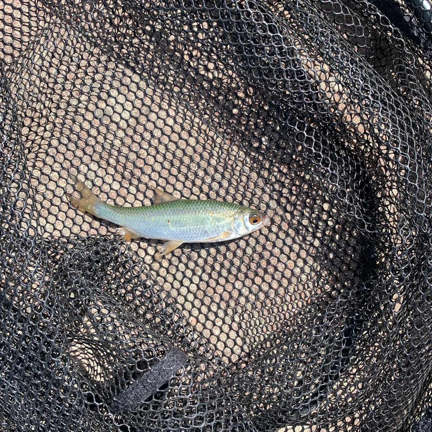 The most recent Common bleak catches on Fishbrain