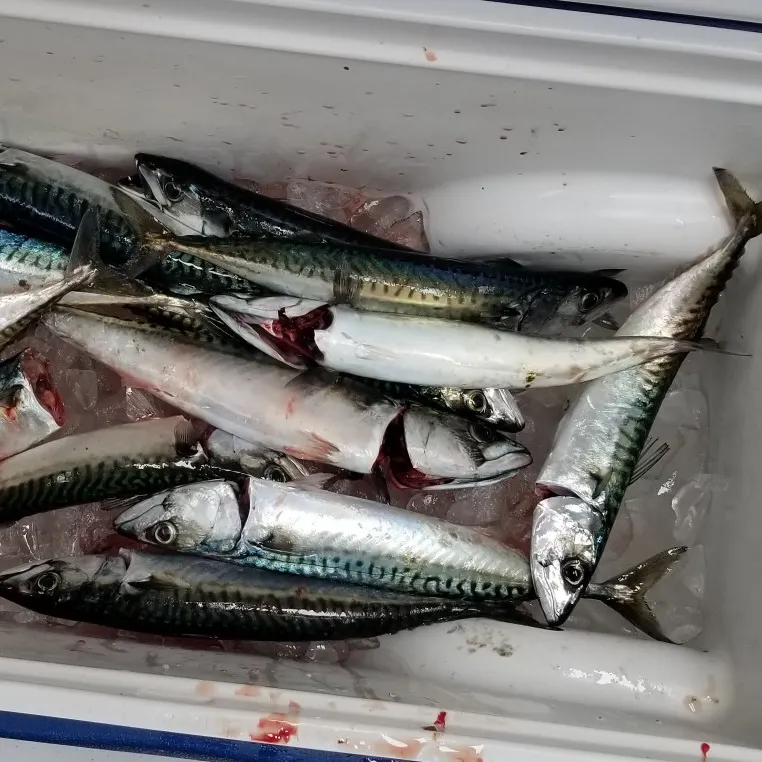 Atlantic mackerel caught on Fishbrain