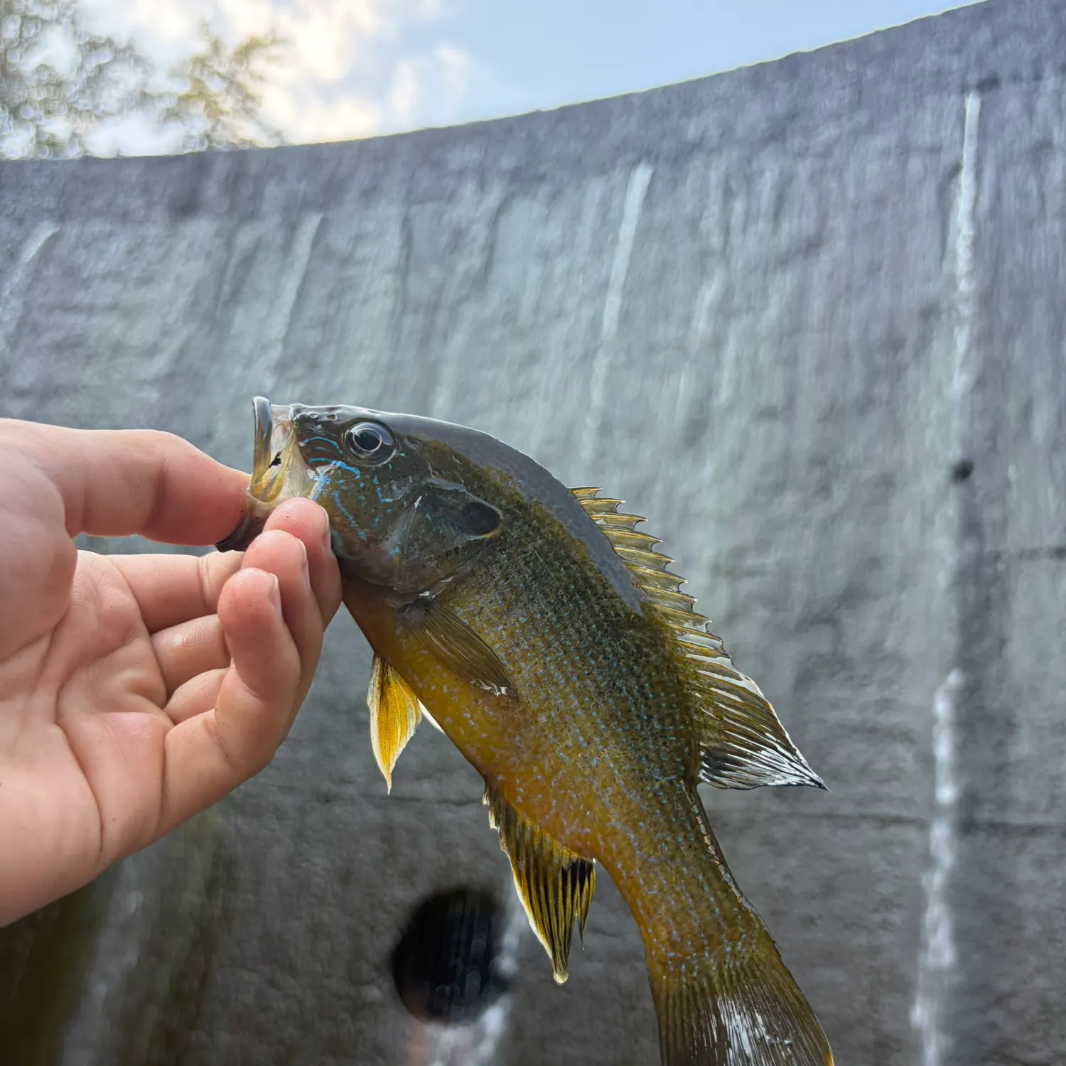 Green sunfish caught on Fishbrain