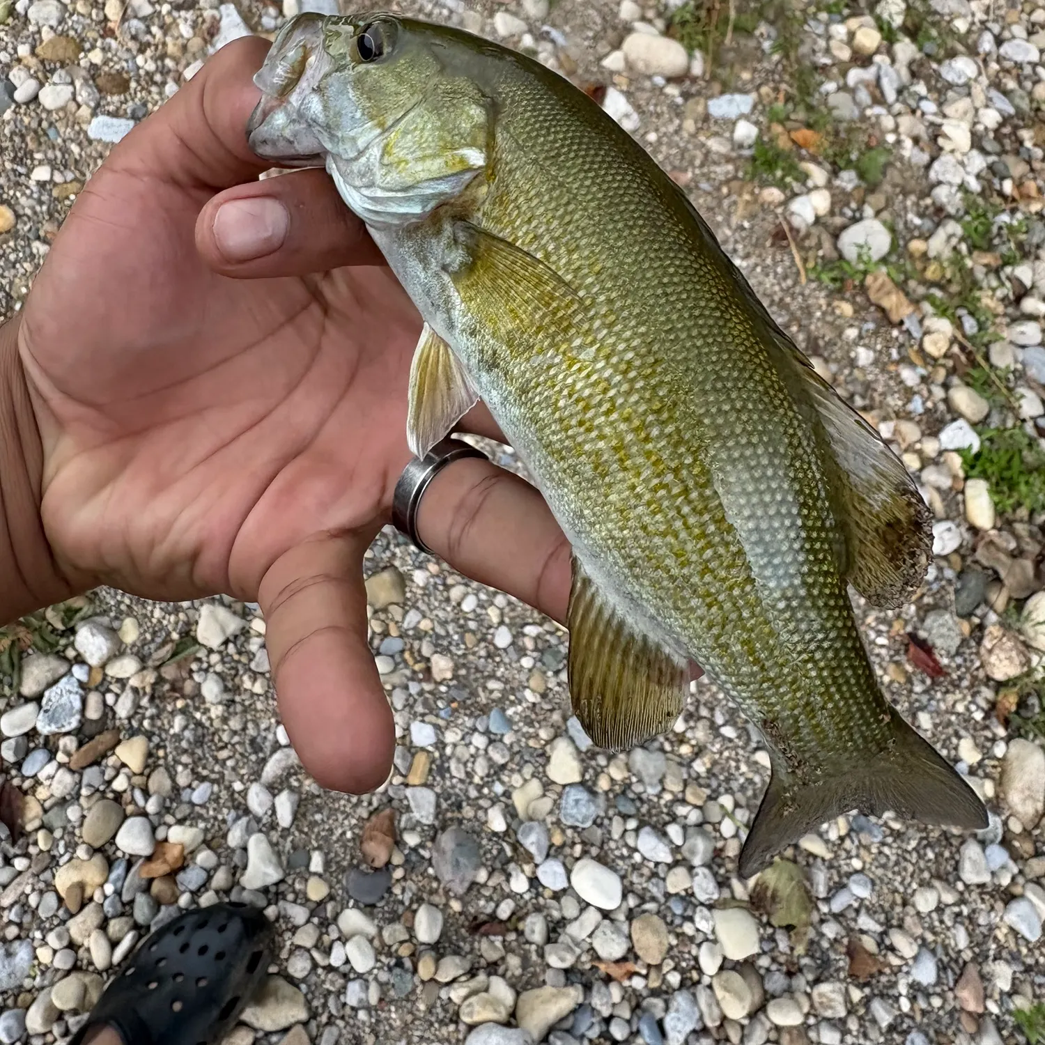 Smallmouth bass caught on Fishbrain