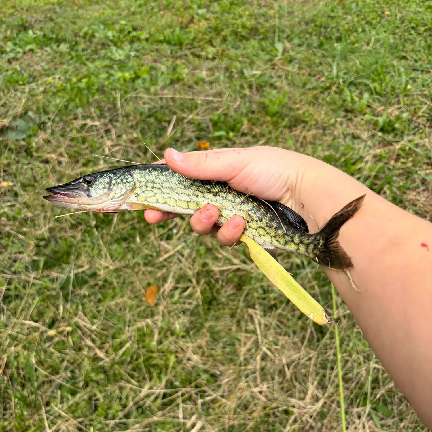 Chain pickerel caught on Fishbrain