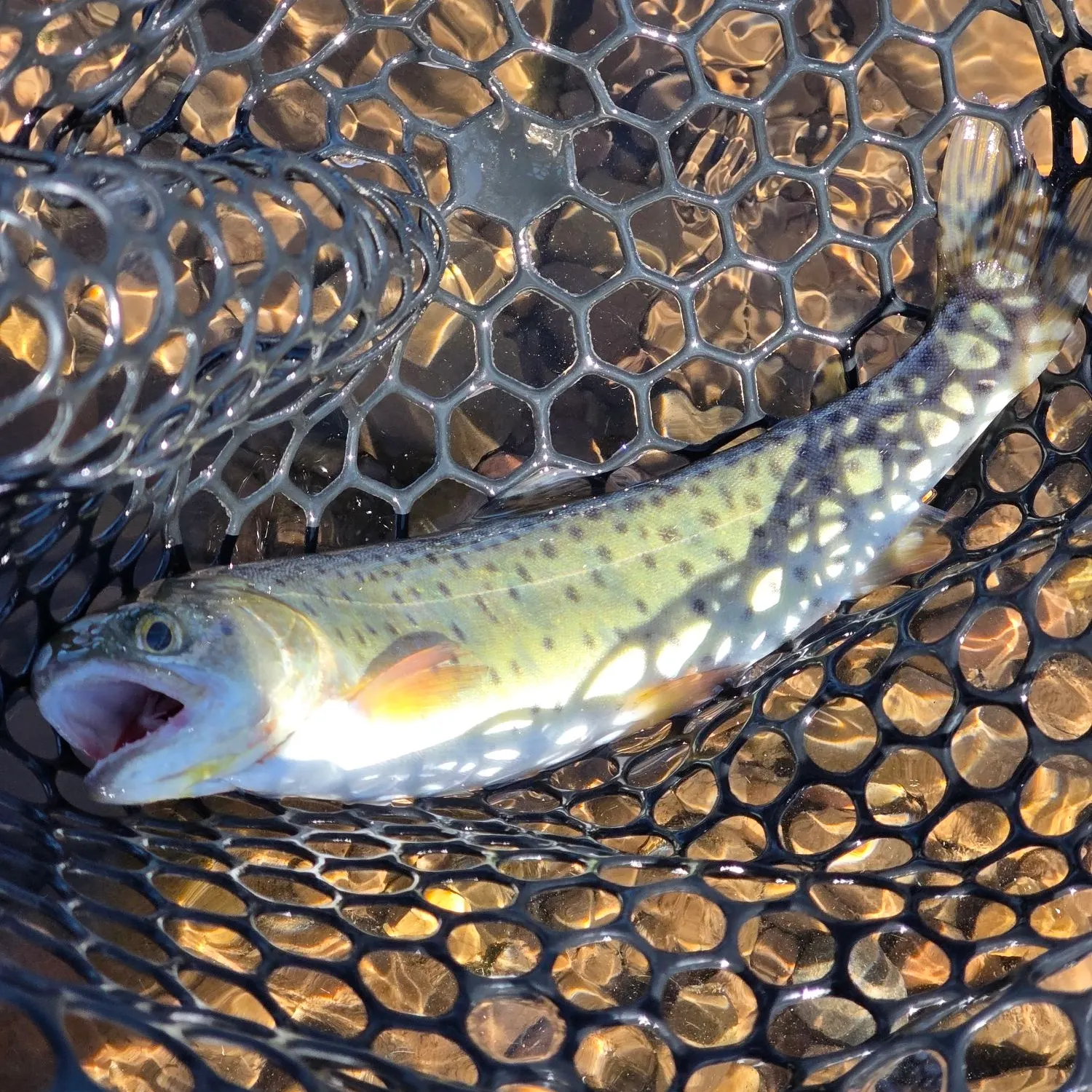 Cutthroat trout caught on Fishbrain