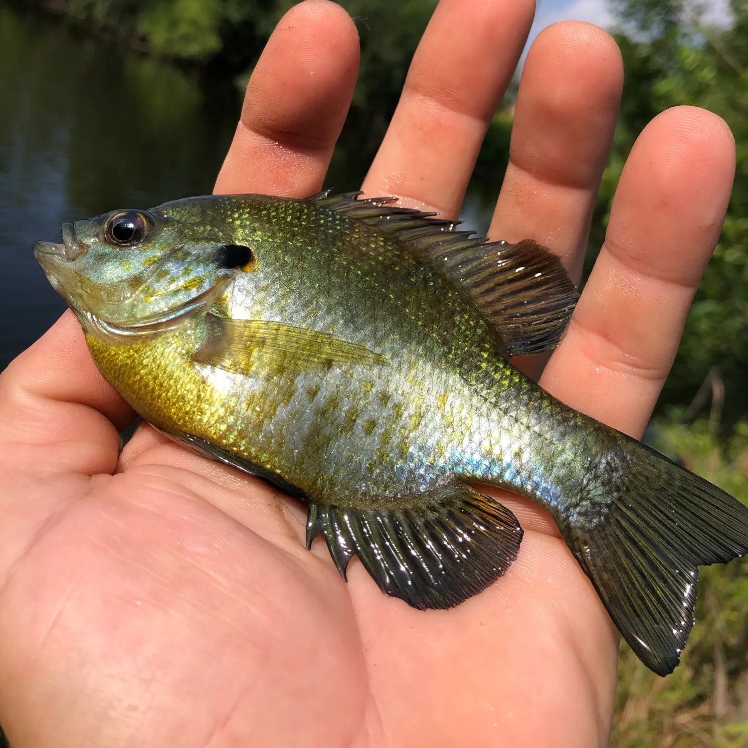 Redear sunfish caught on Fishbrain