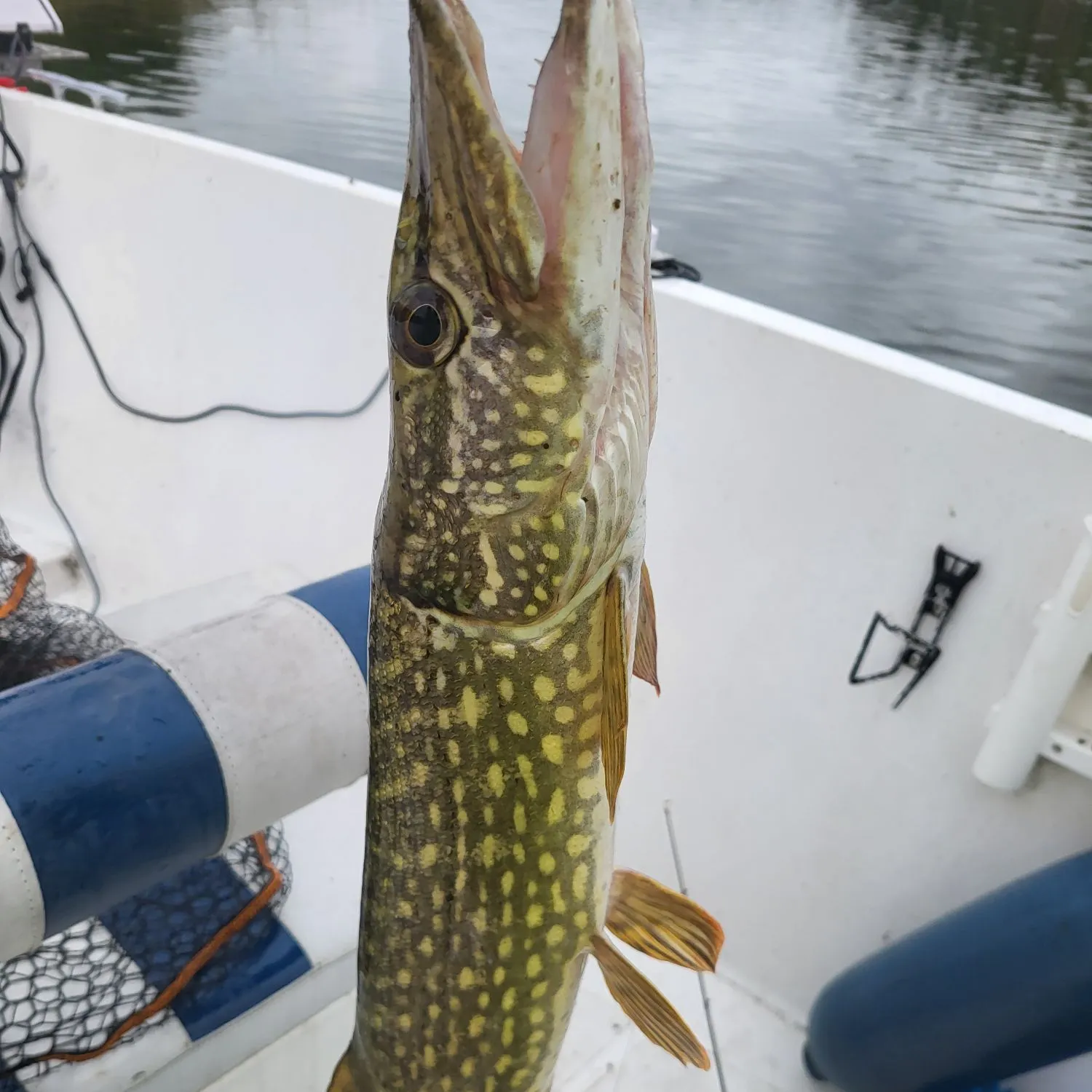 Northern pike caught on Fishbrain