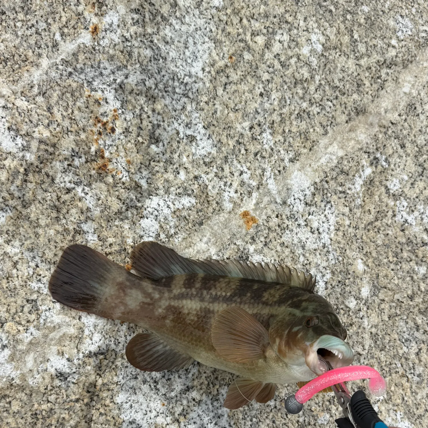 Ballan wrasse caught on Fishbrain