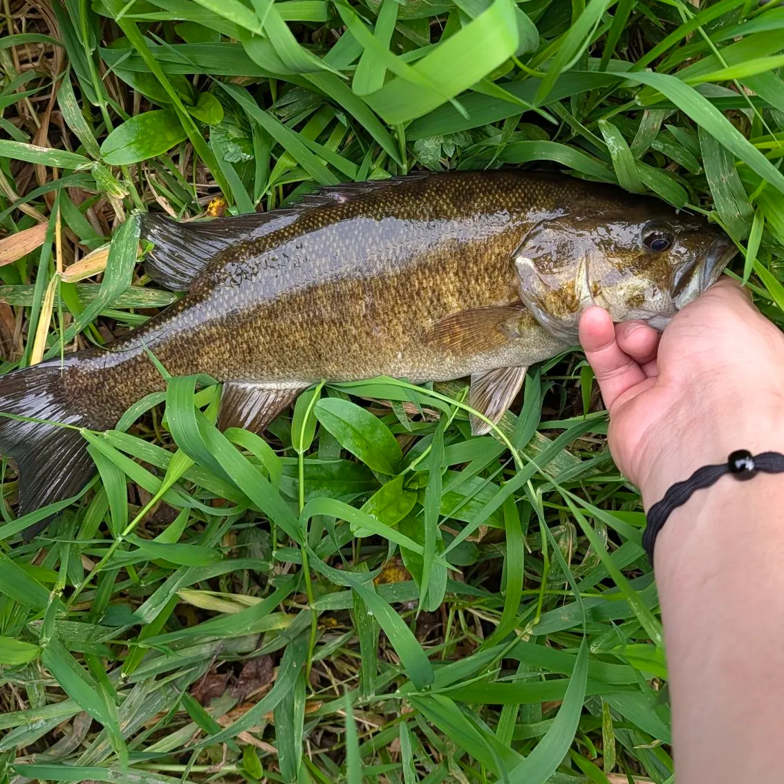 Smallmouth bass caught on Fishbrain