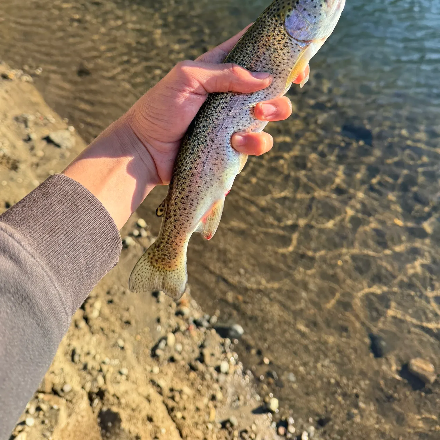 Rainbow trout caught on Fishbrain
