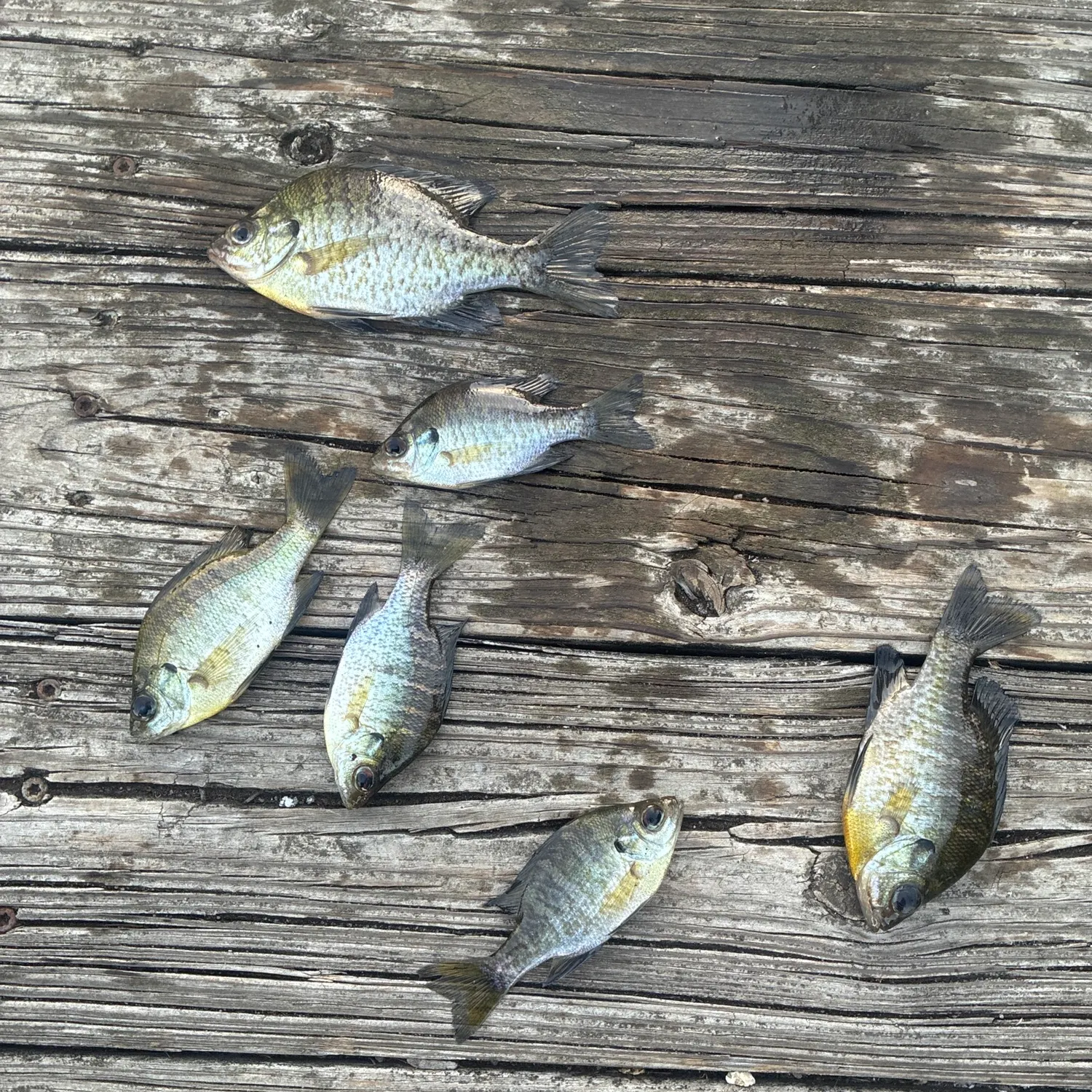 Bluegill caught on Fishbrain