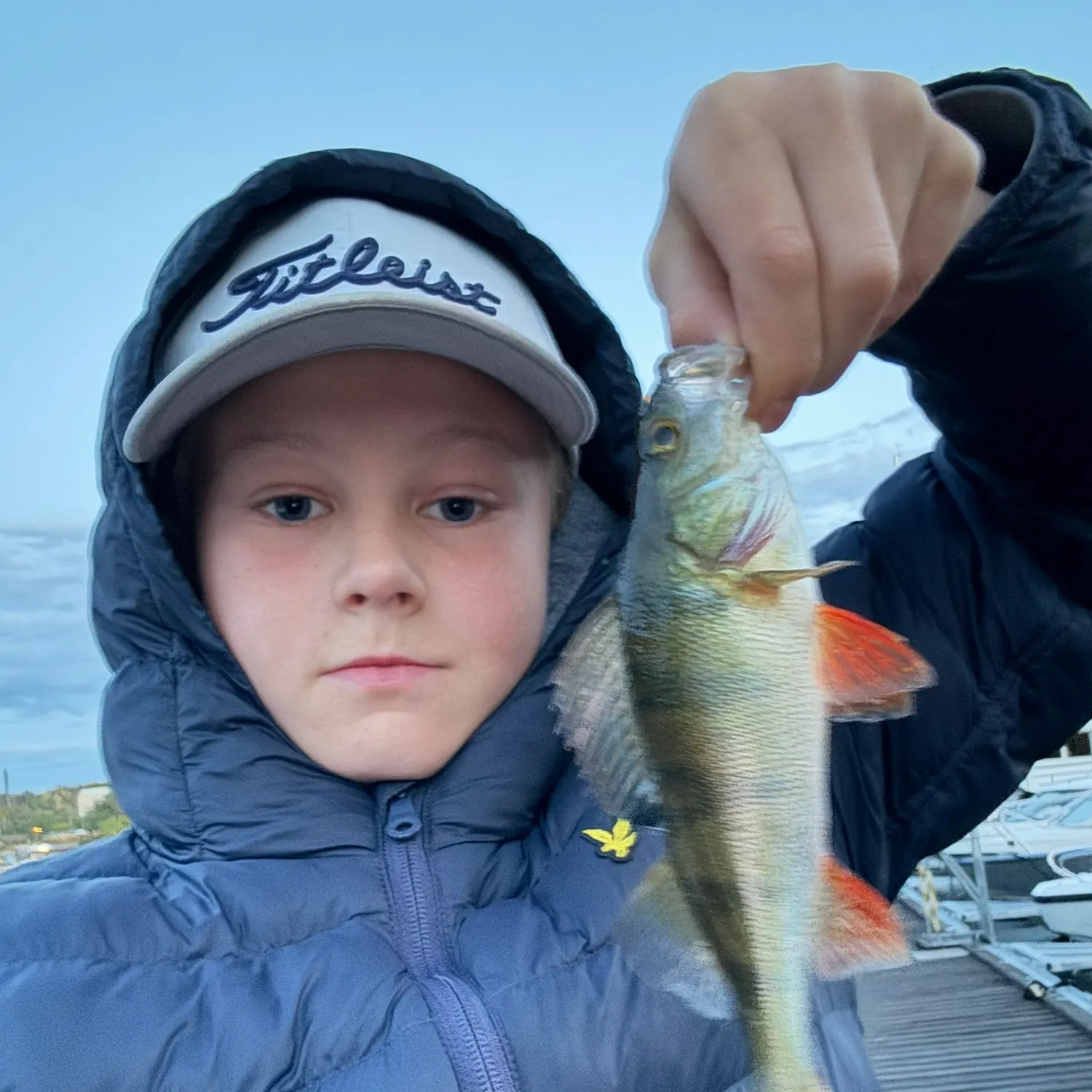 European perch caught on Fishbrain