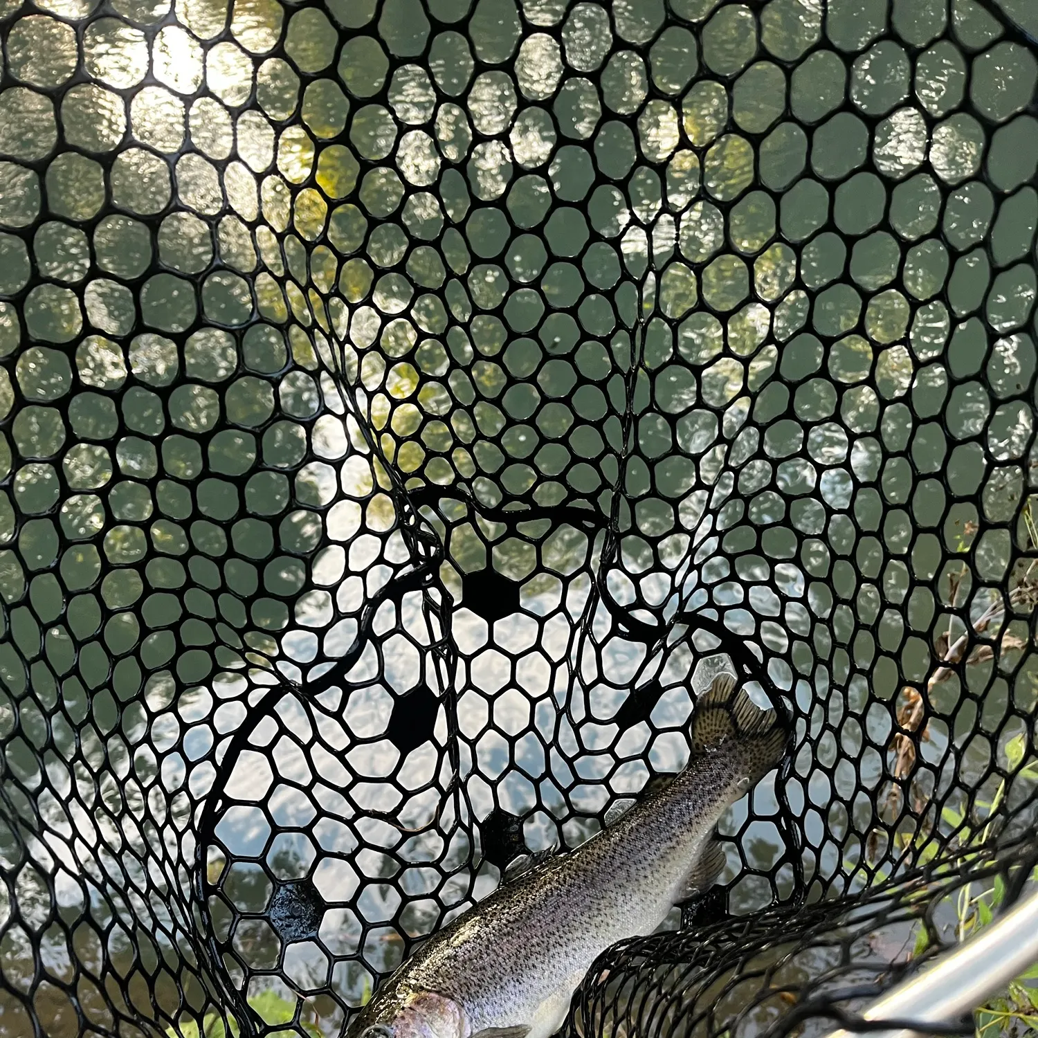Rainbow trout caught on Fishbrain