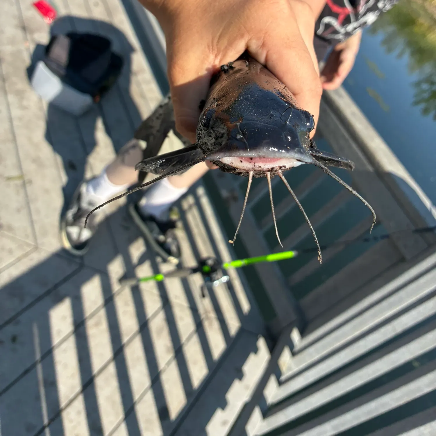 Channel catfish caught on Fishbrain