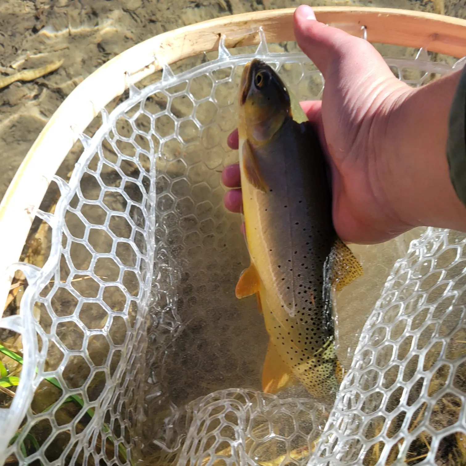 Bonneville cutthroat trout caught on Fishbrain
