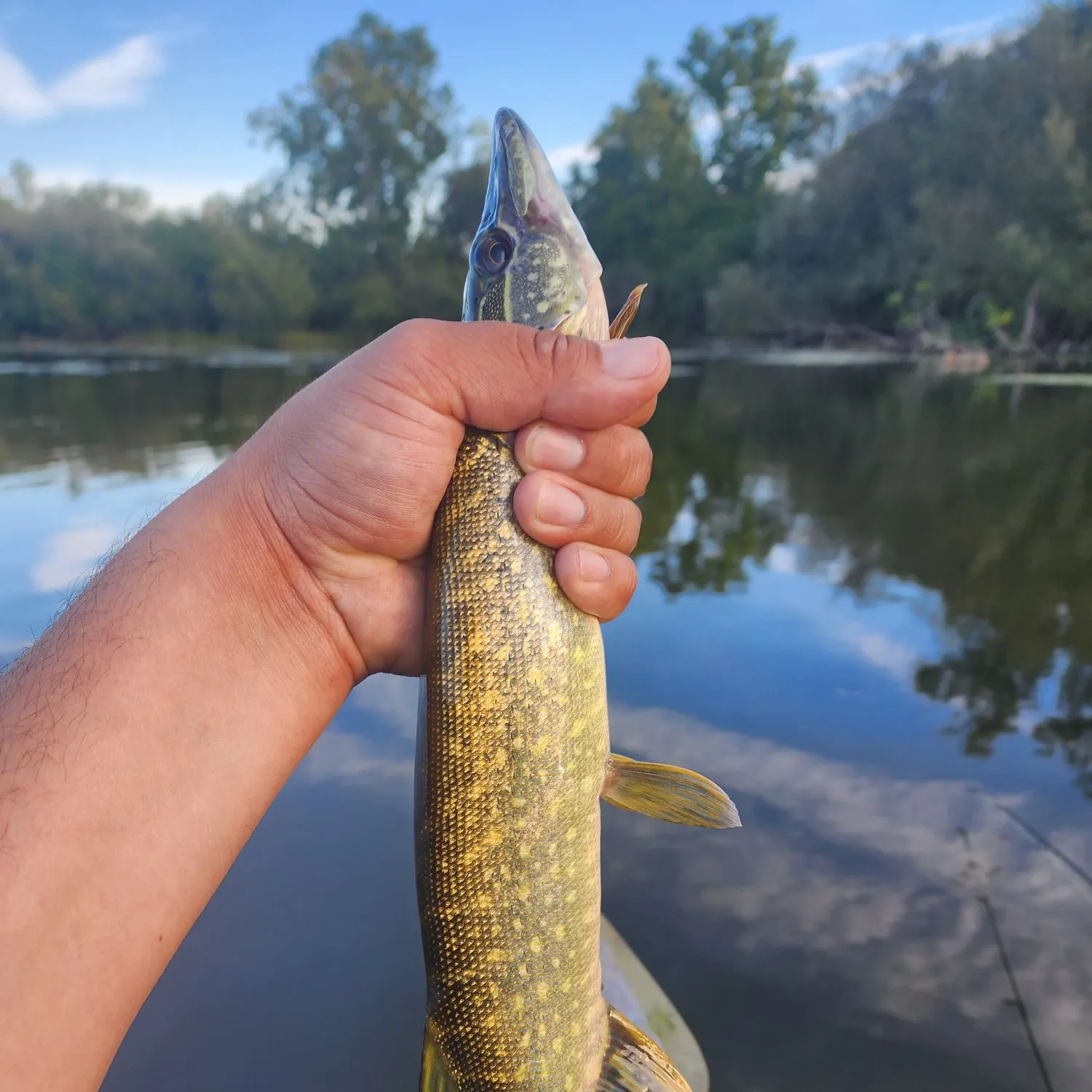 Northern pike caught on Fishbrain