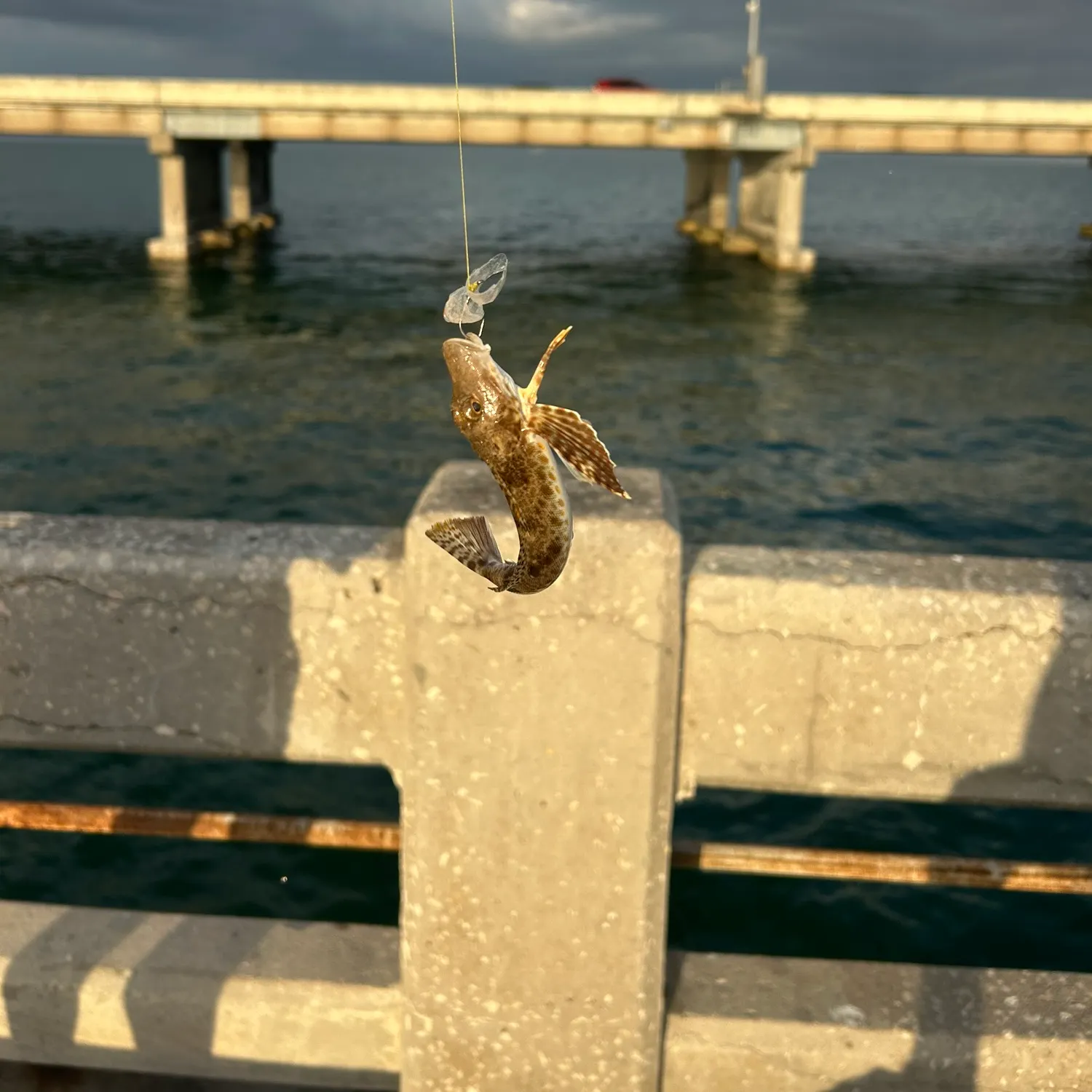 The most recent Leopard searobin catches on Fishbrain