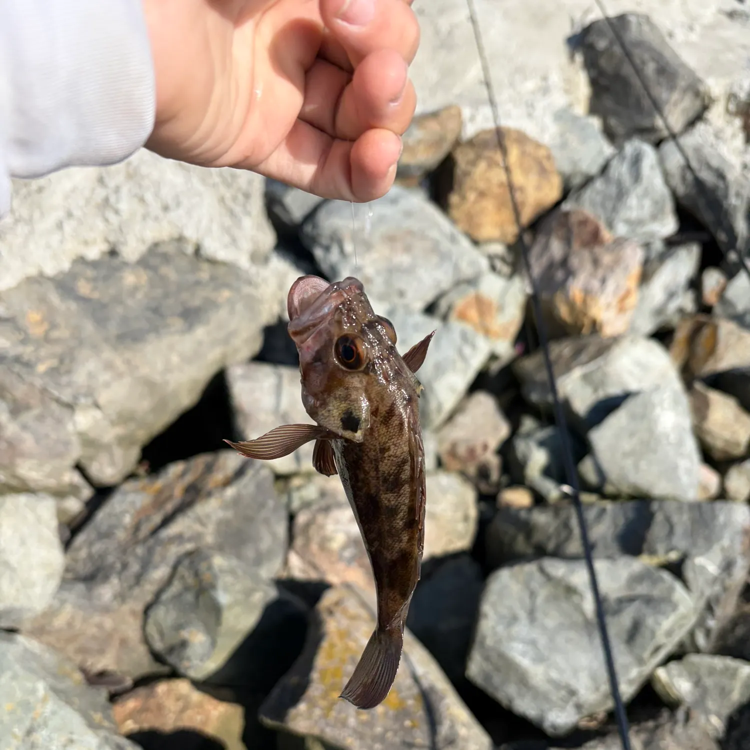 Brown rockfish caught on Fishbrain