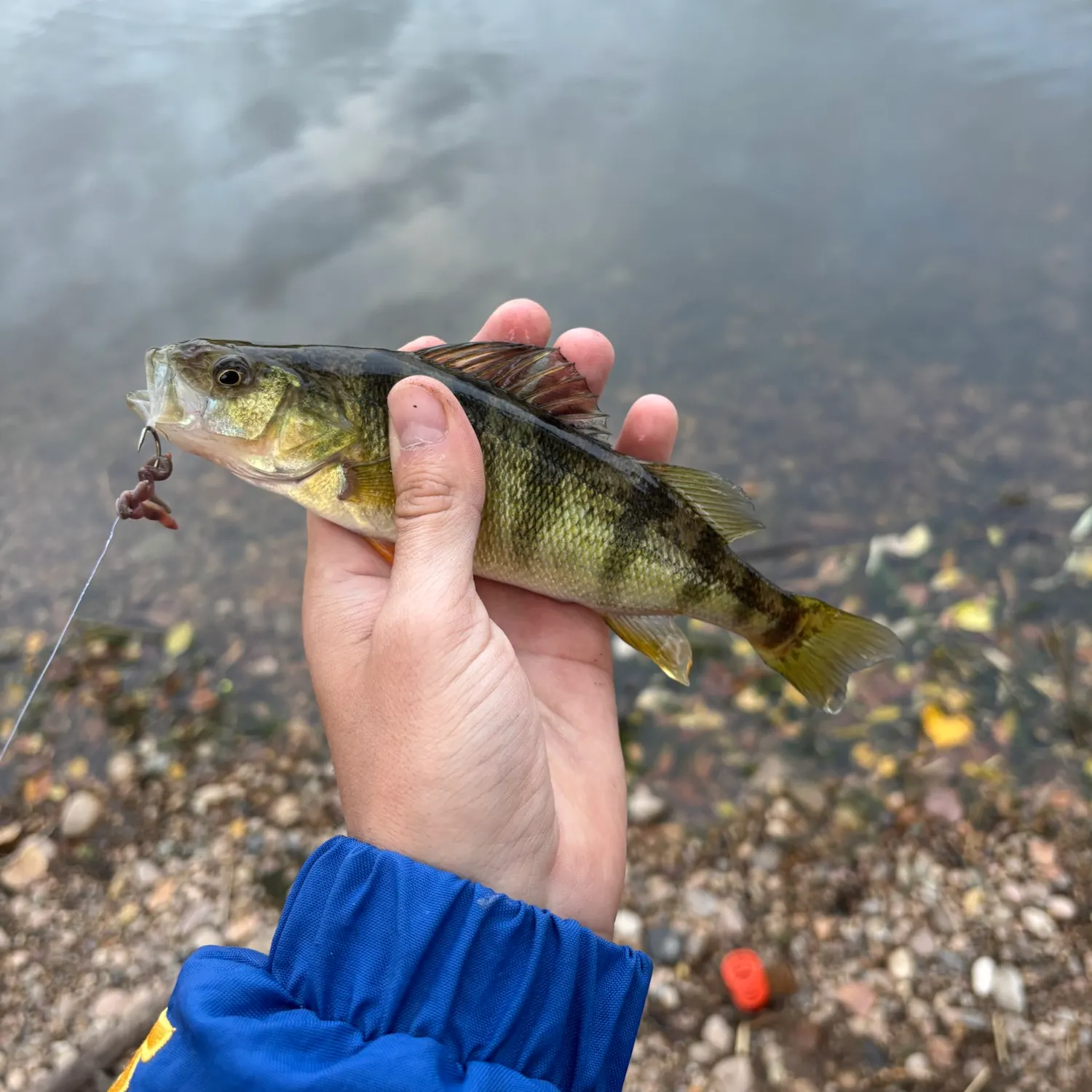 Yellow perch caught on Fishbrain