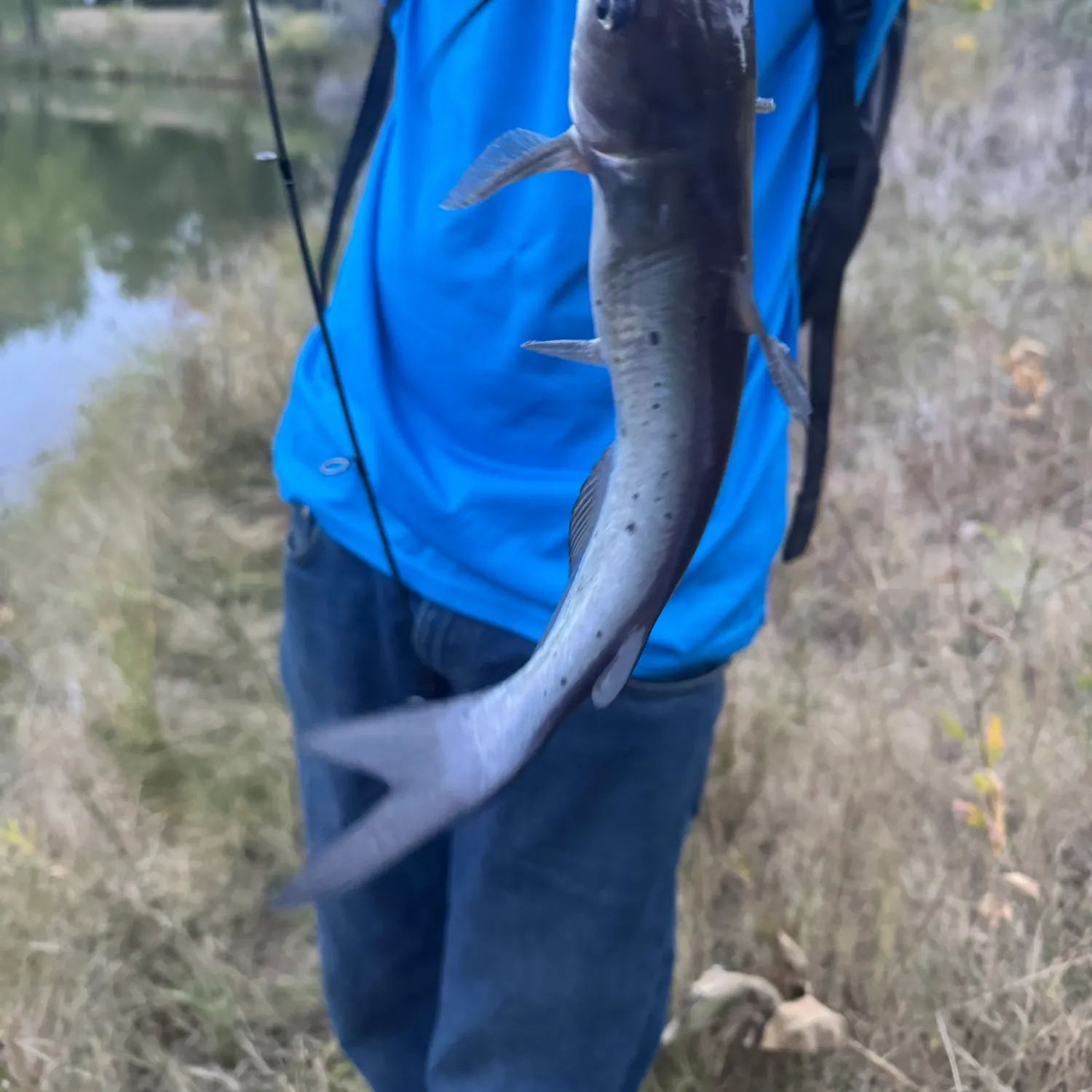 Blue catfish caught on Fishbrain