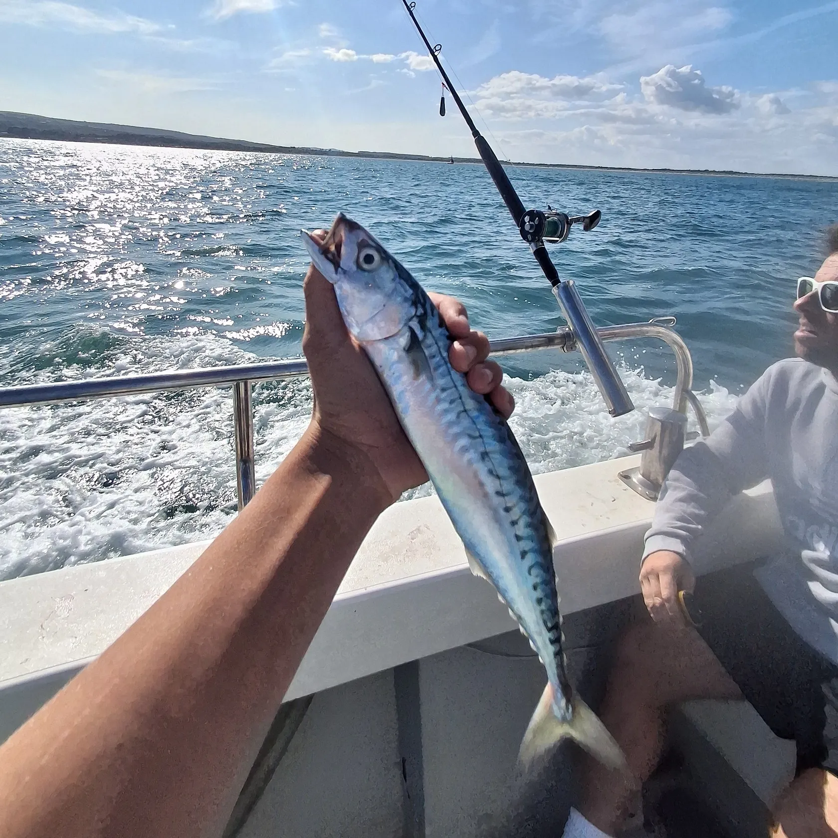 Atlantic mackerel caught on Fishbrain