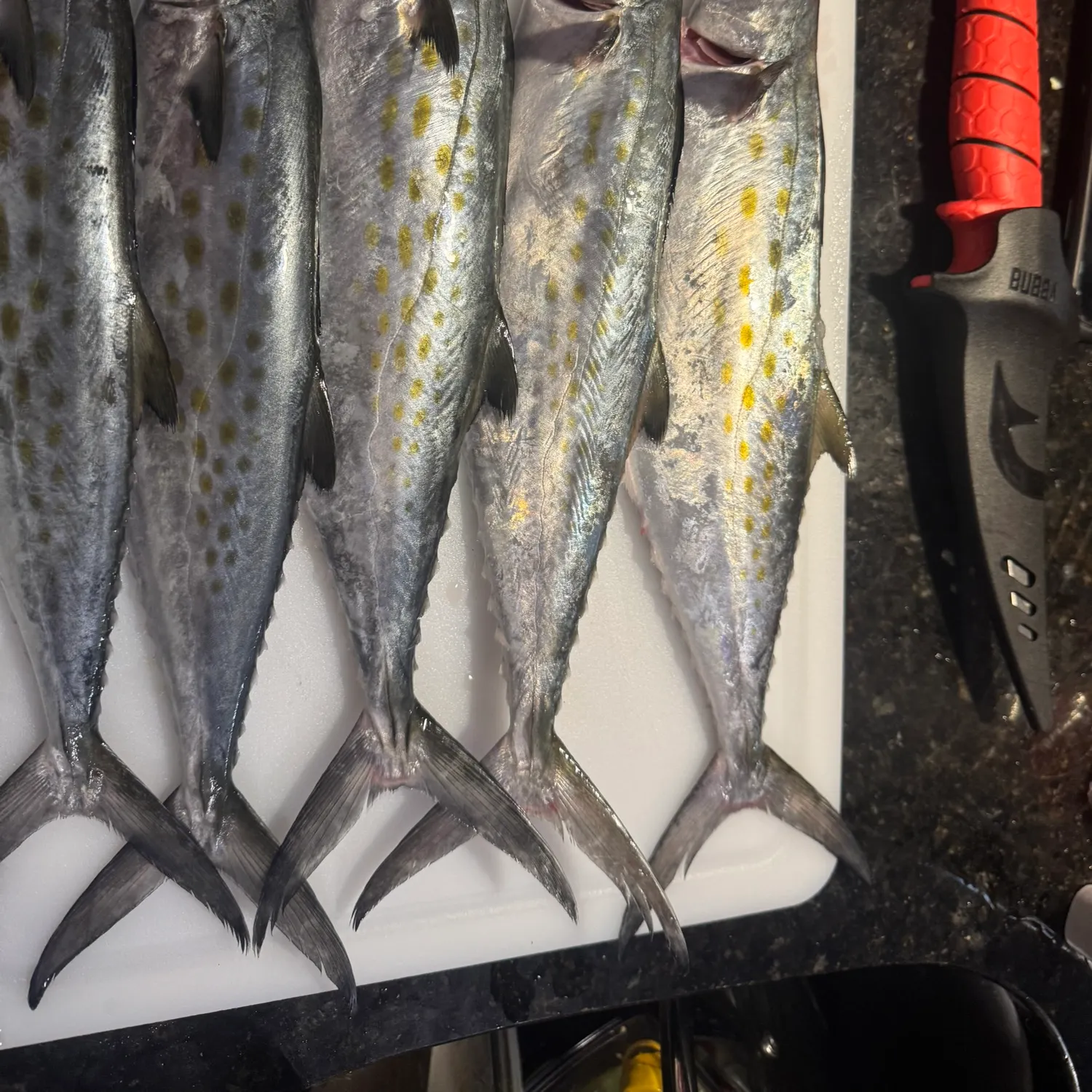 recently logged catches