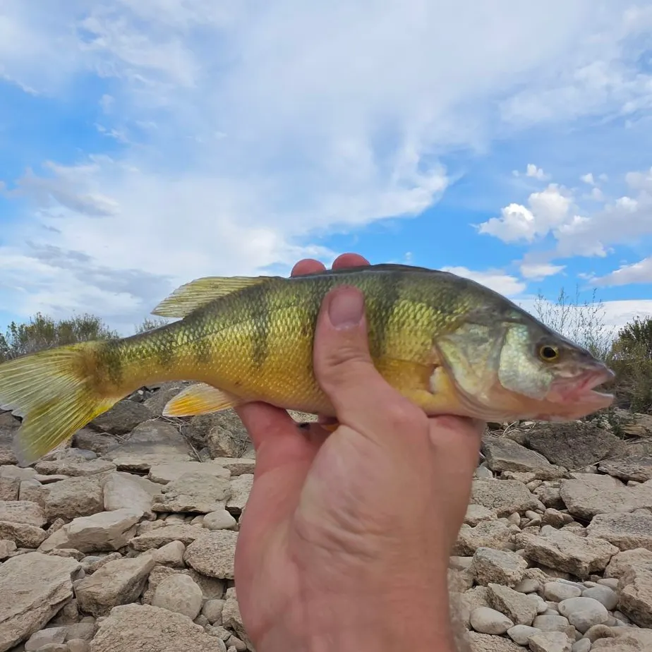 Yellow perch caught on Fishbrain