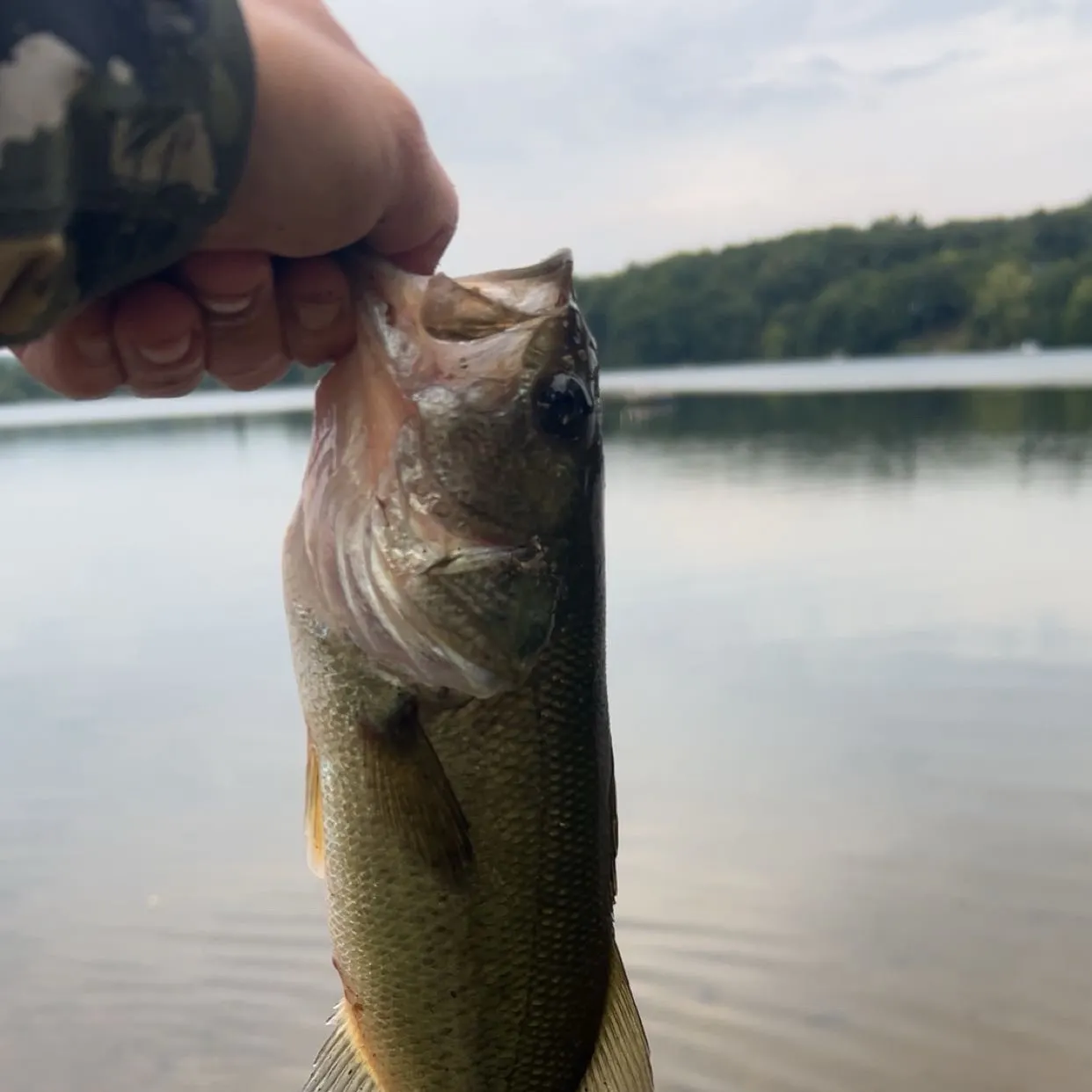 Largemouth bass caught on Fishbrain