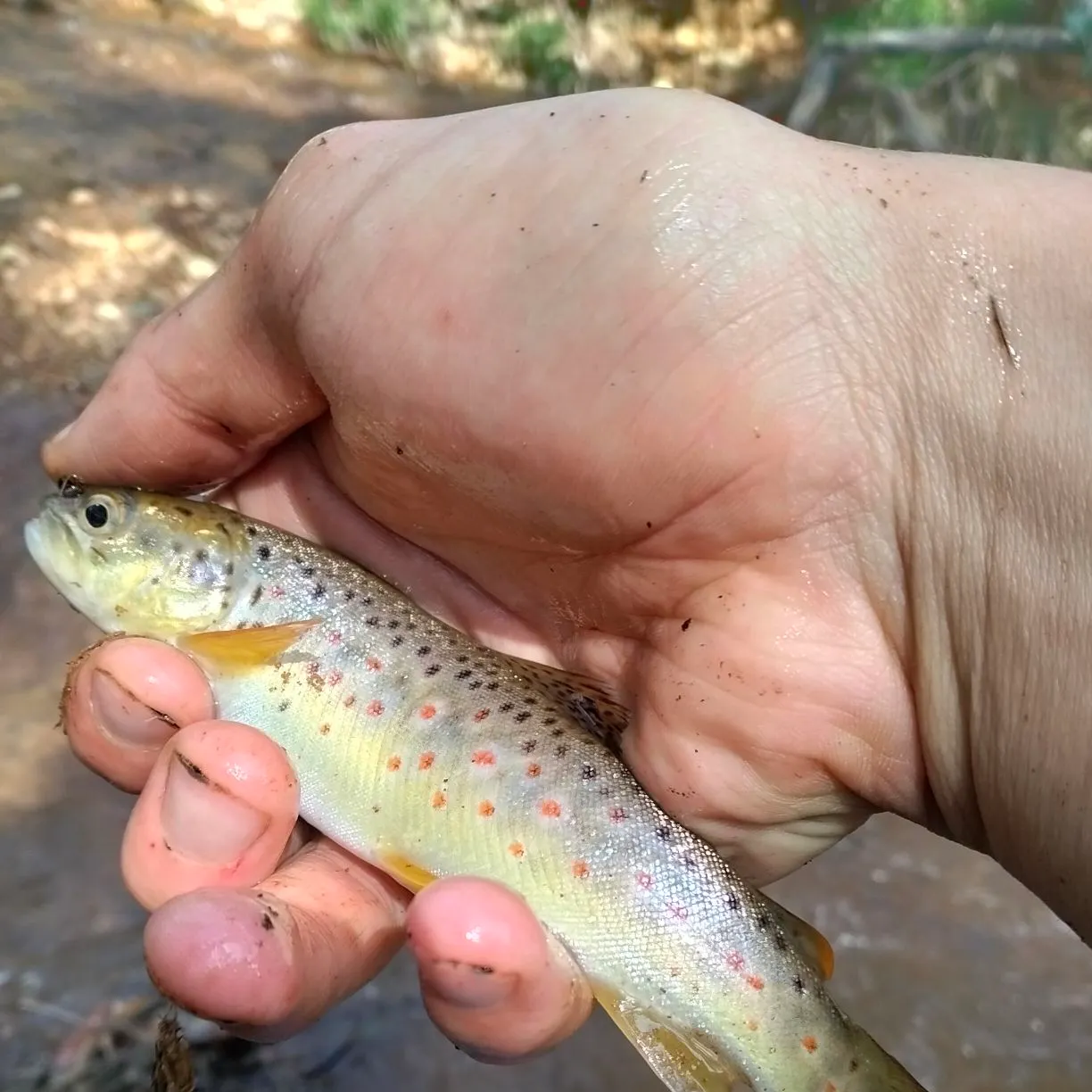 Brown trout caught on Fishbrain