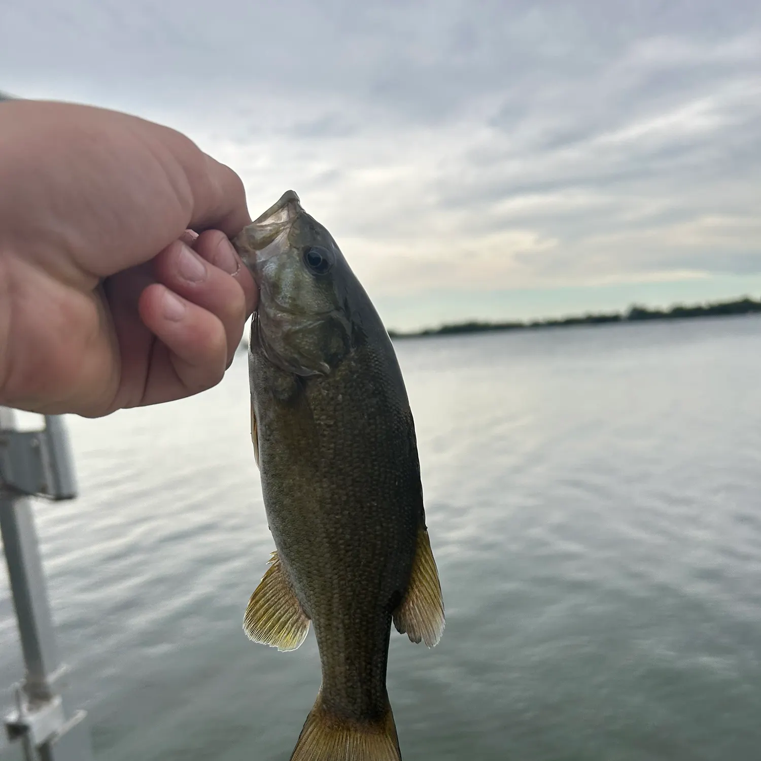 Smallmouth bass caught on Fishbrain