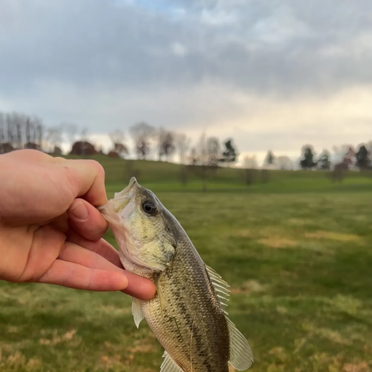 The most recent Largemouth bass catches on Fishbrain