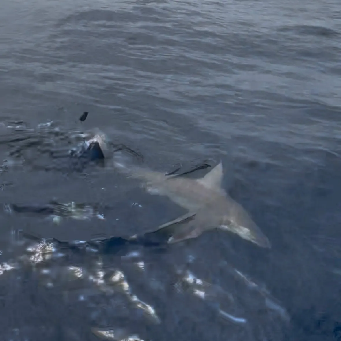The most recent Sandbar shark catches on Fishbrain