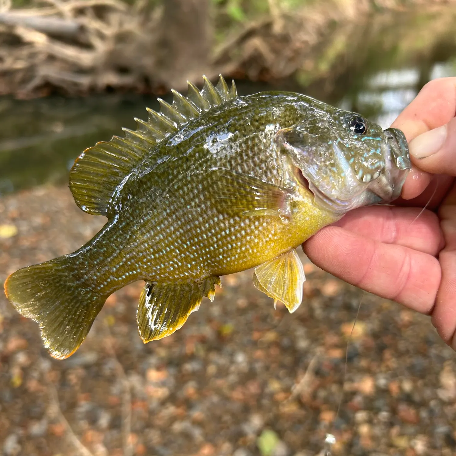 Green sunfish caught on Fishbrain