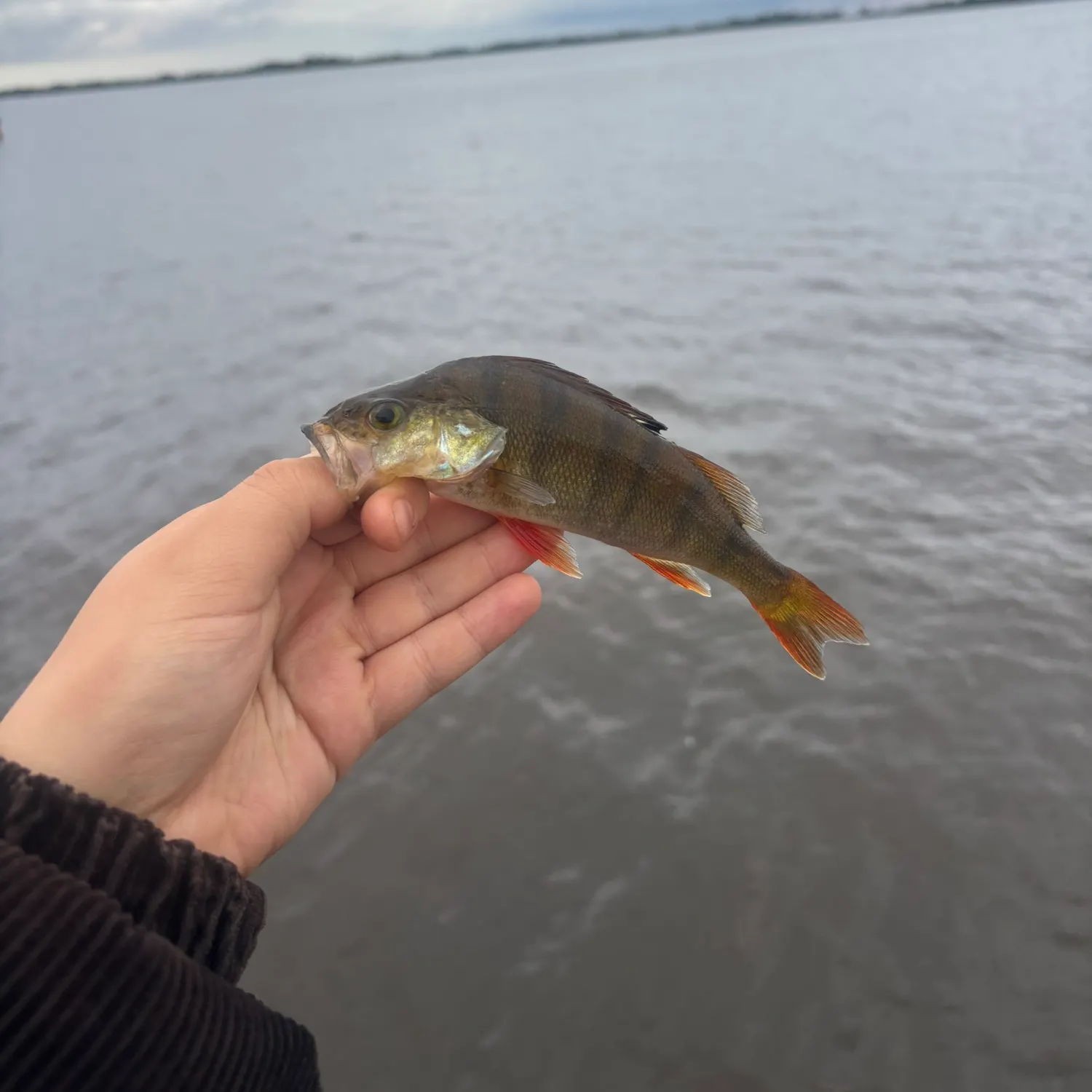 European perch caught on Fishbrain