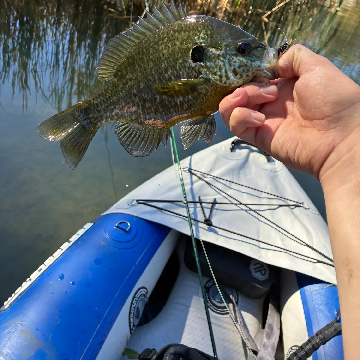 Bluegill caught on Fishbrain
