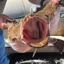 The most recent European angler catches on Fishbrain
