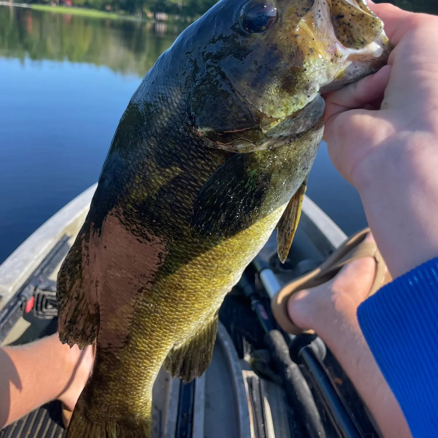 Smallmouth bass caught on Fishbrain