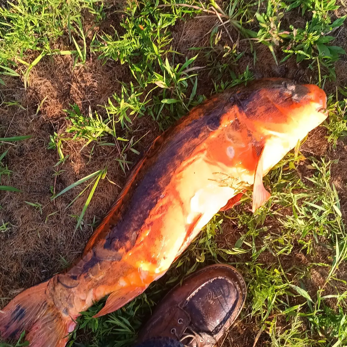 The most recent Koi carp catches on Fishbrain