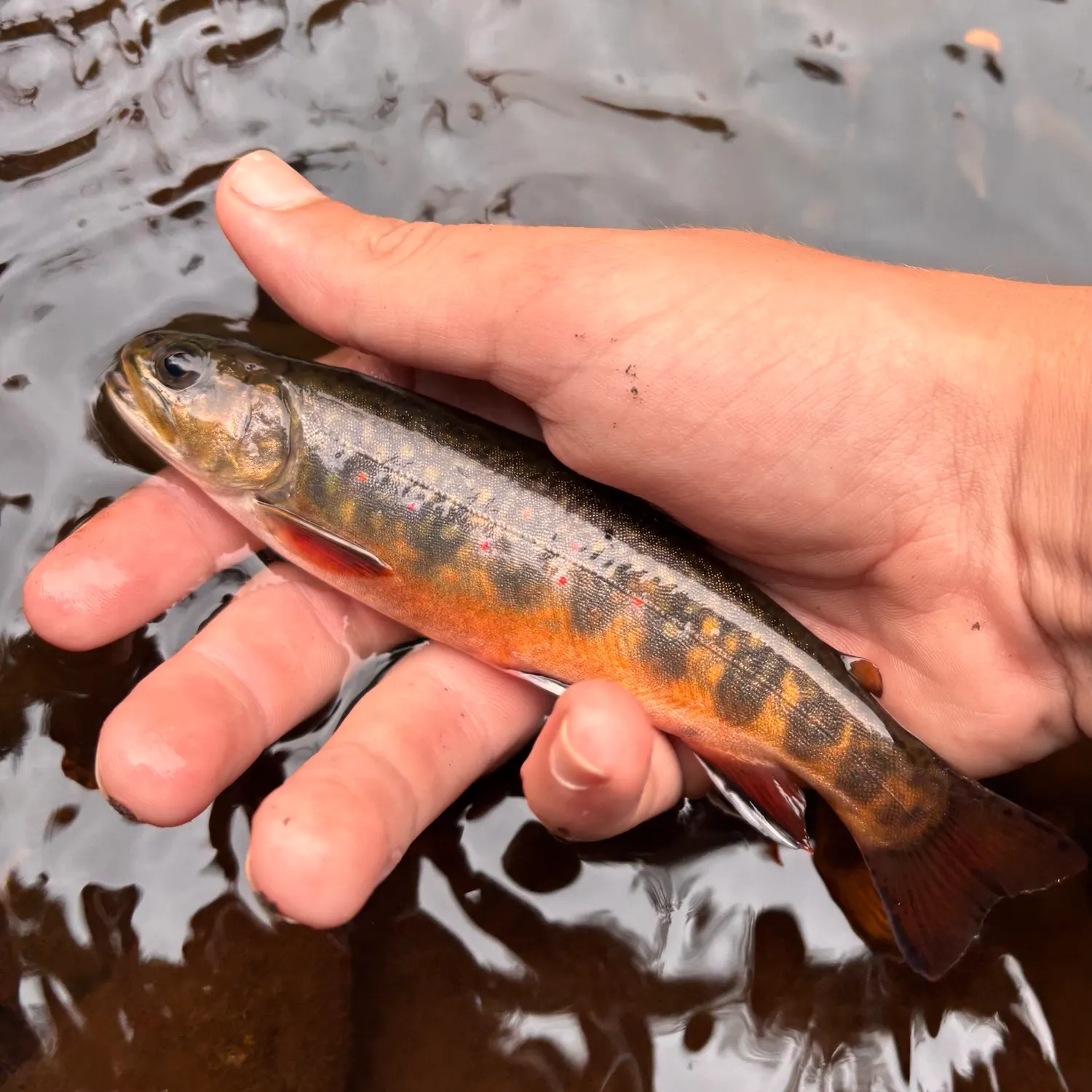 Brook trout caught on Fishbrain