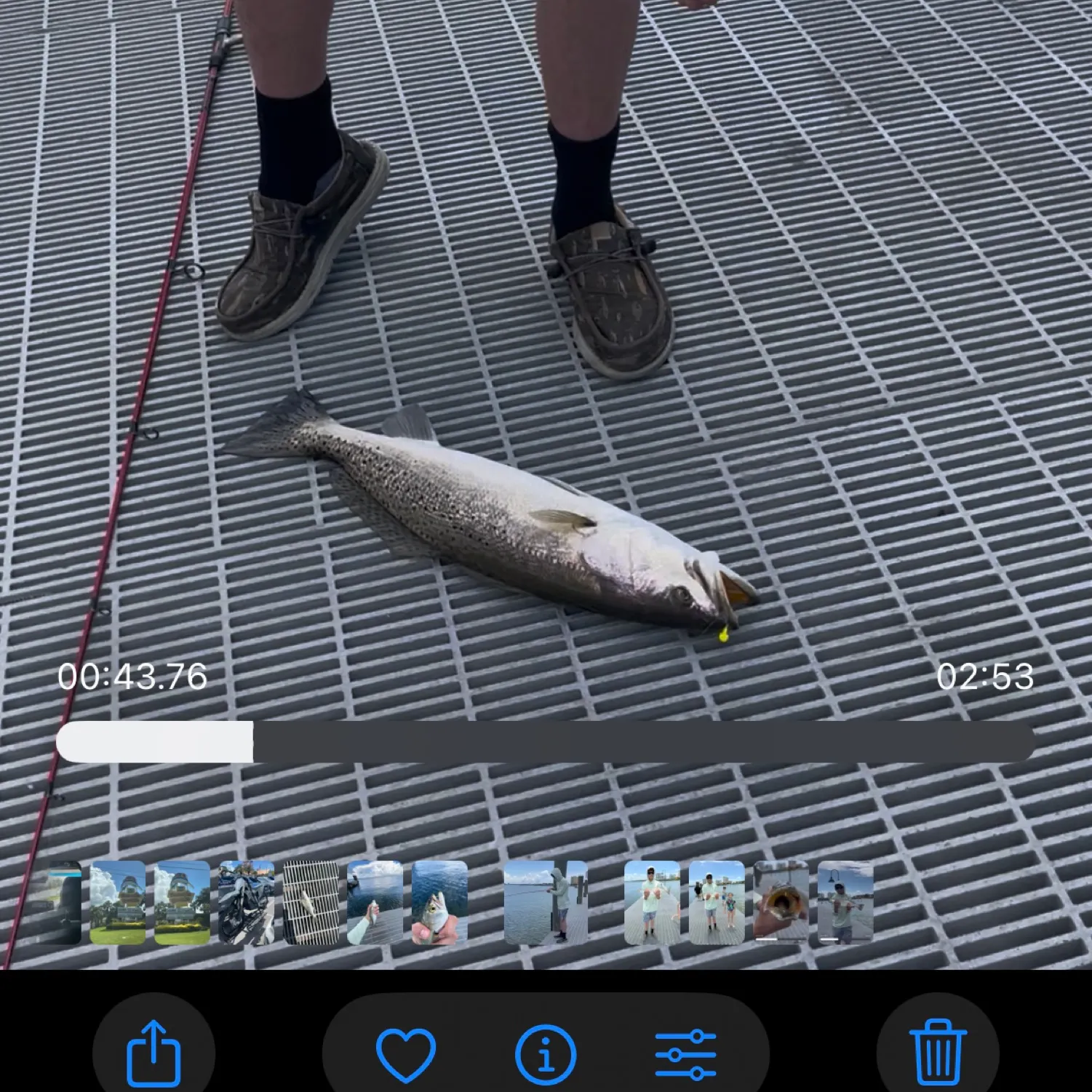 recently logged catches