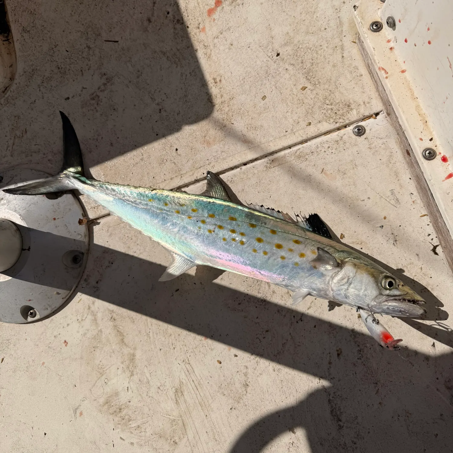 The most recent Spanish mackerel catches on Fishbrain