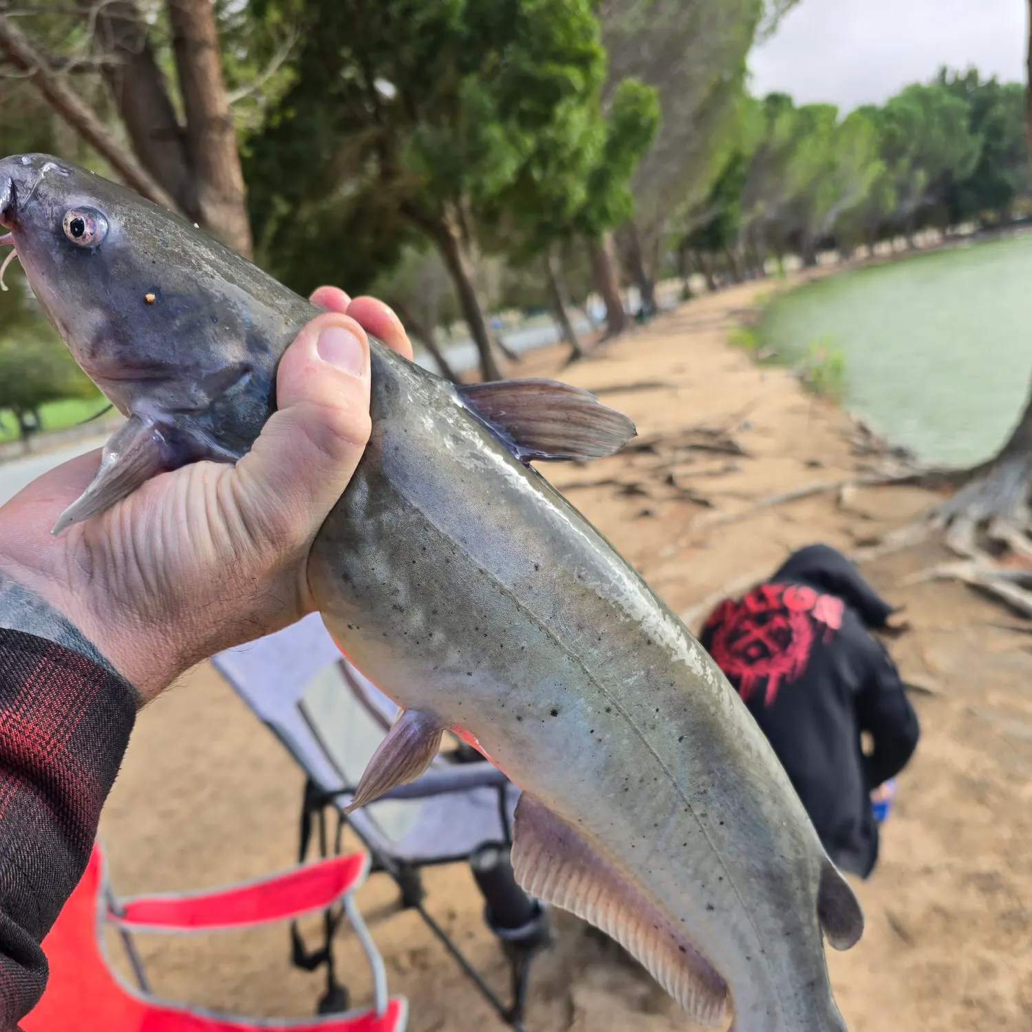 Channel catfish caught on Fishbrain