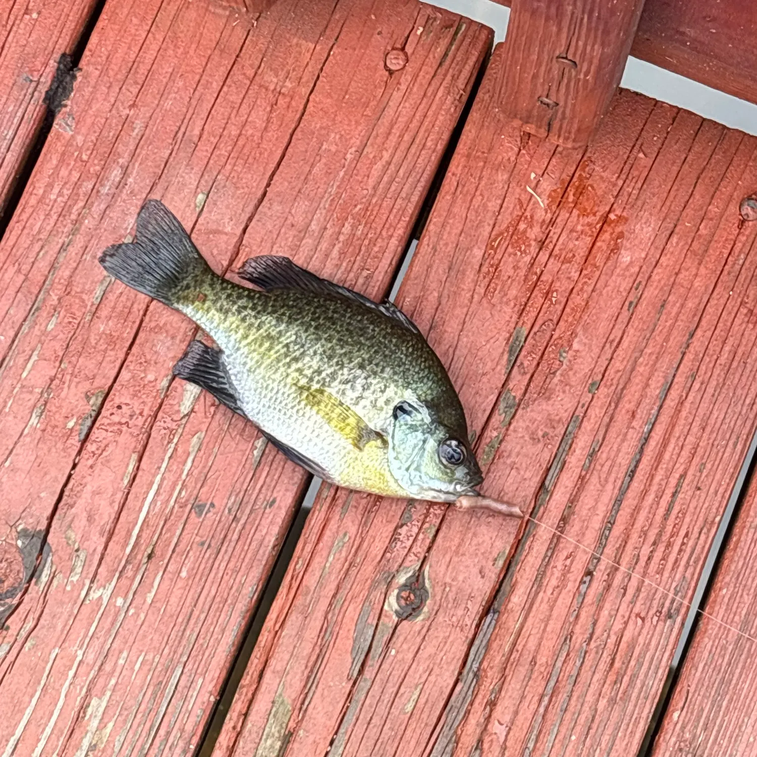 Bluegill caught on Fishbrain