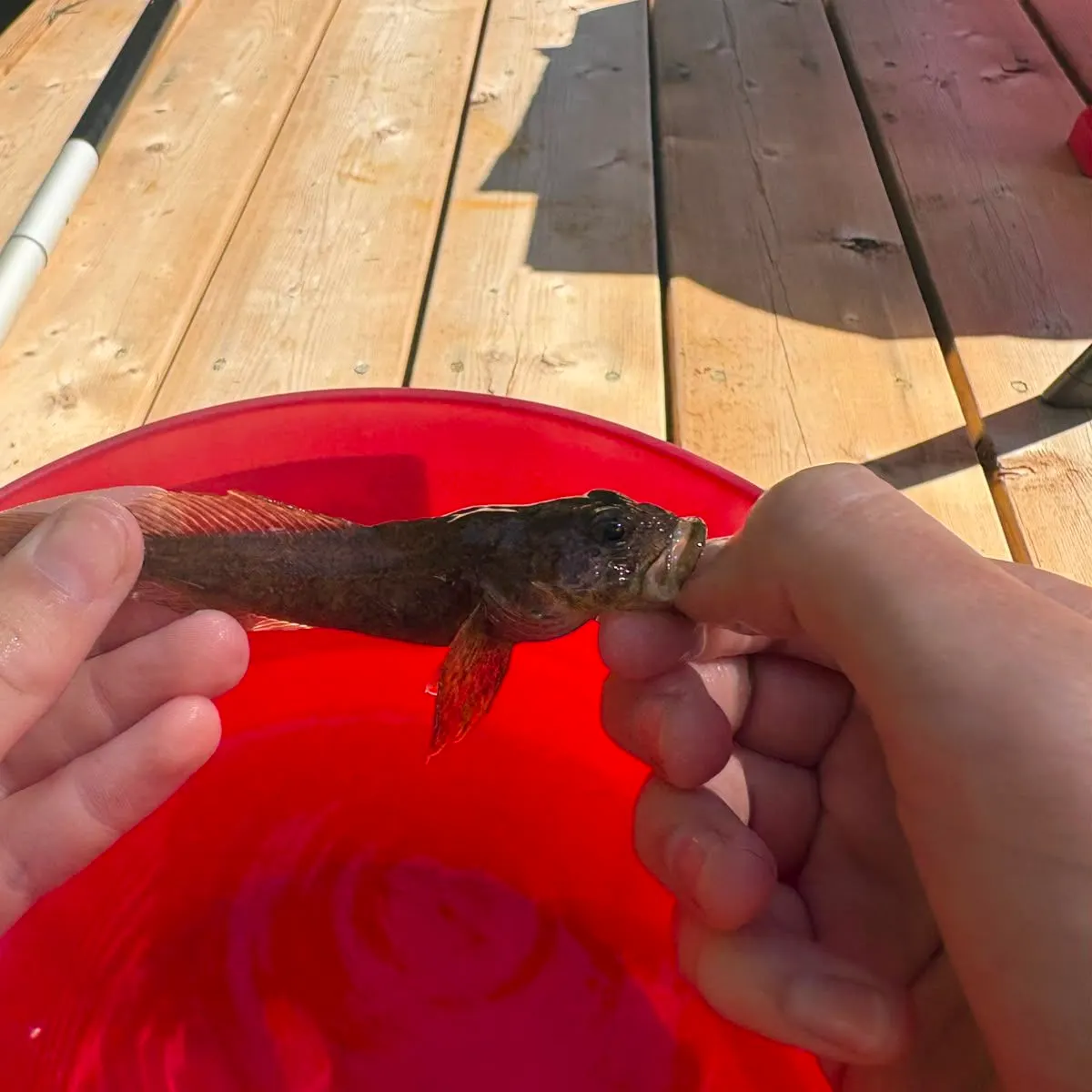The most recent Coastrange sculpin catches on Fishbrain