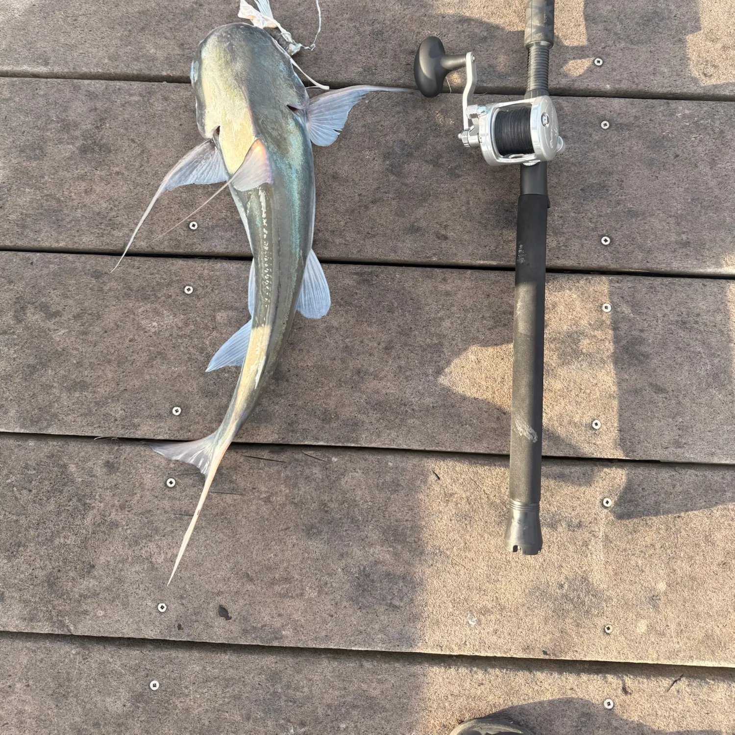 Gafftopsail sea catfish caught on Fishbrain