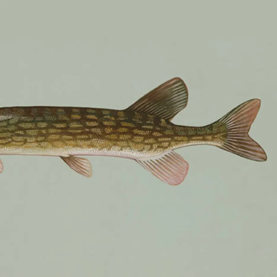Chain pickerel caught on Fishbrain