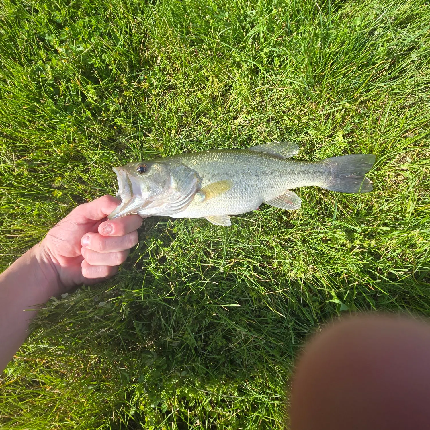 angler catch