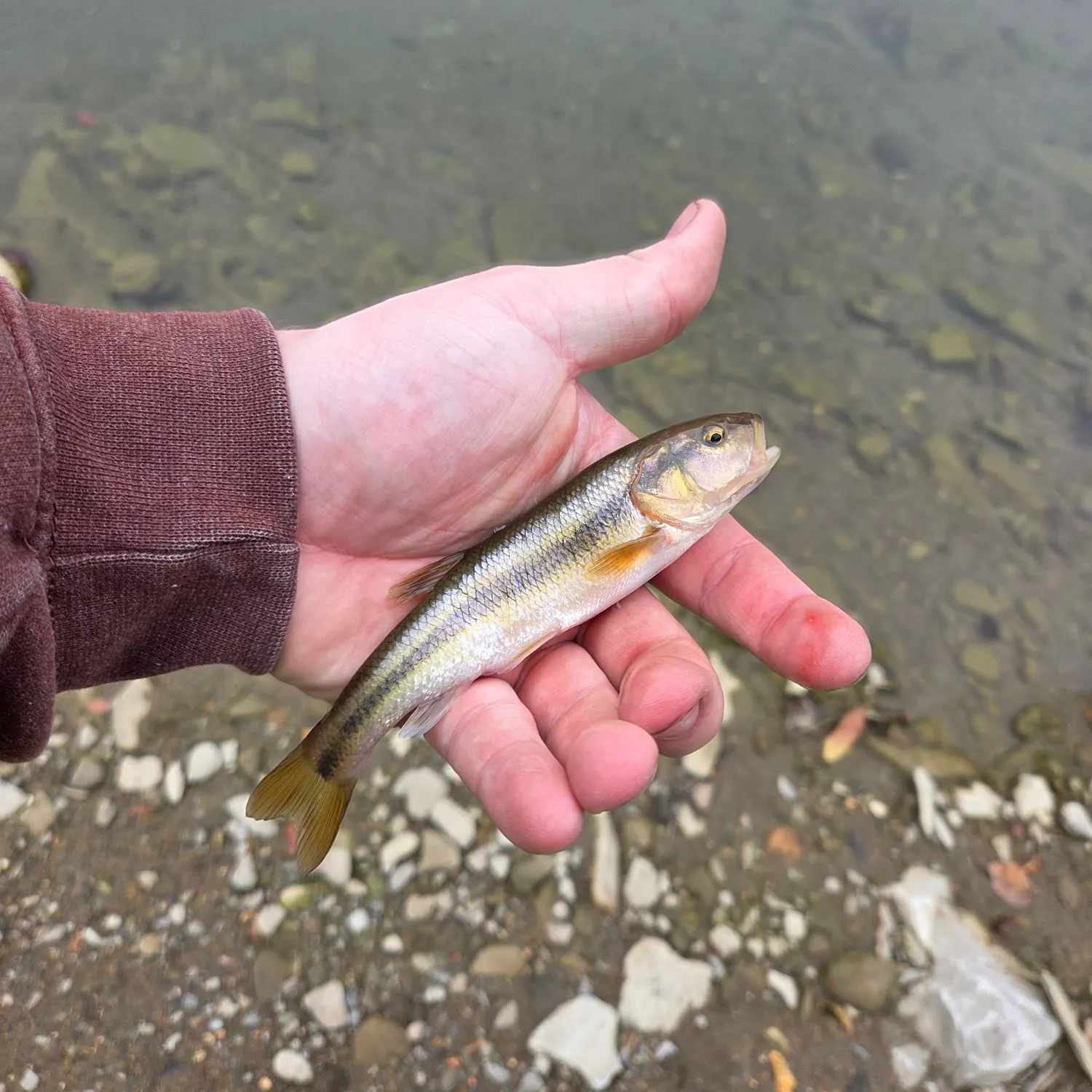 Creek chub caught on Fishbrain