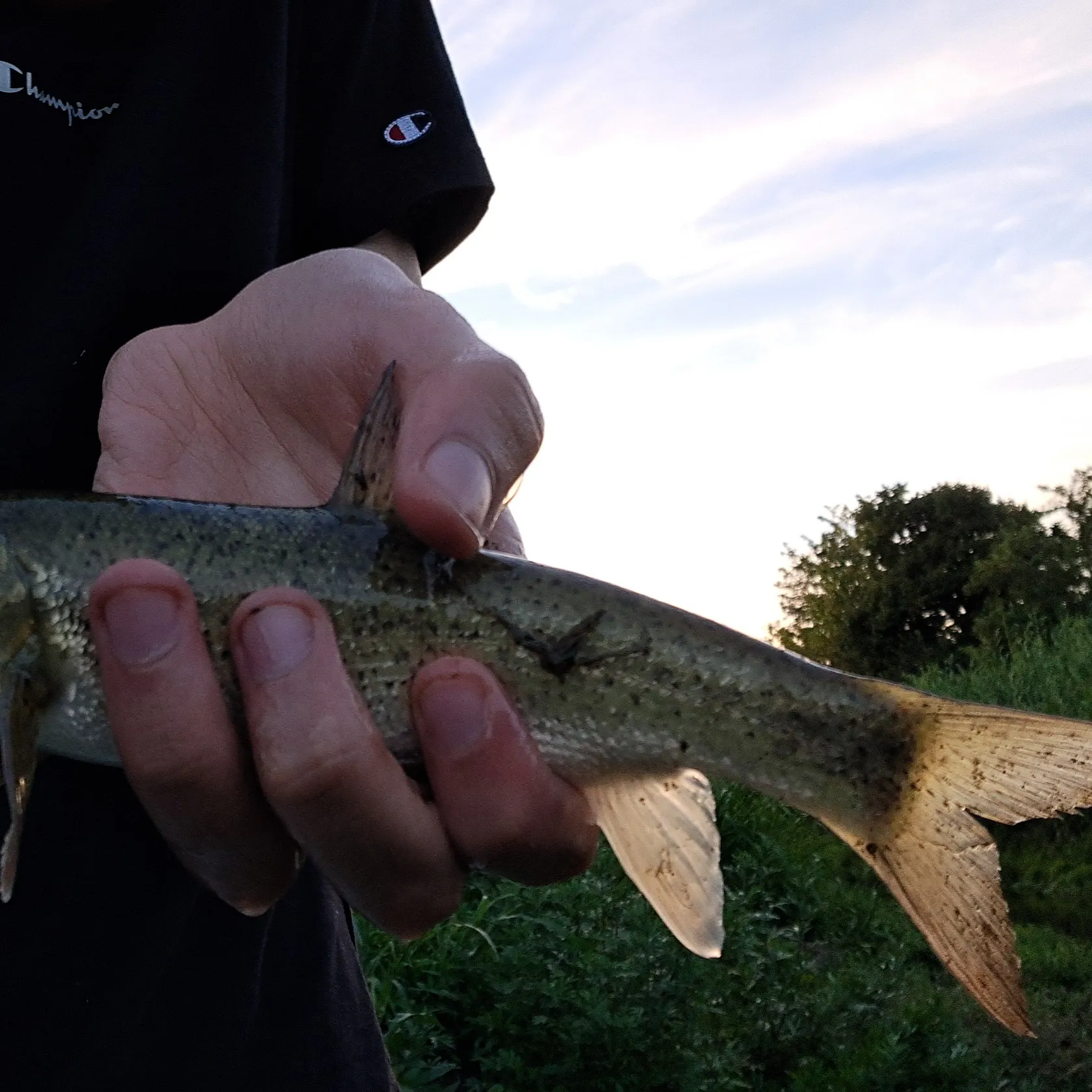 The most recent Italian barbel catches on Fishbrain