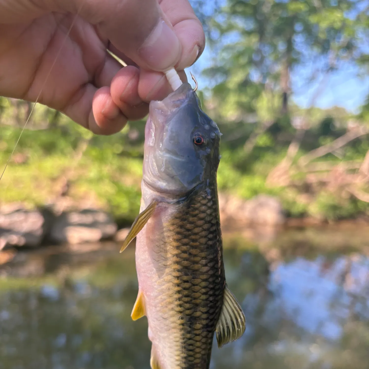 most liked catch image