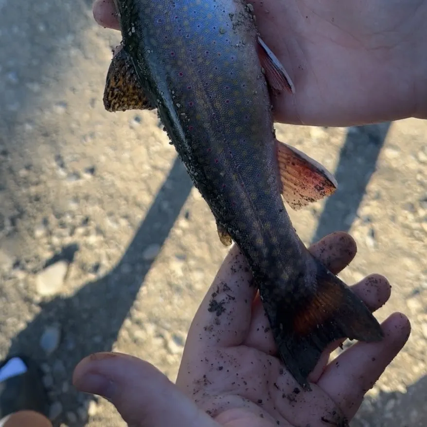 Brook trout caught on Fishbrain