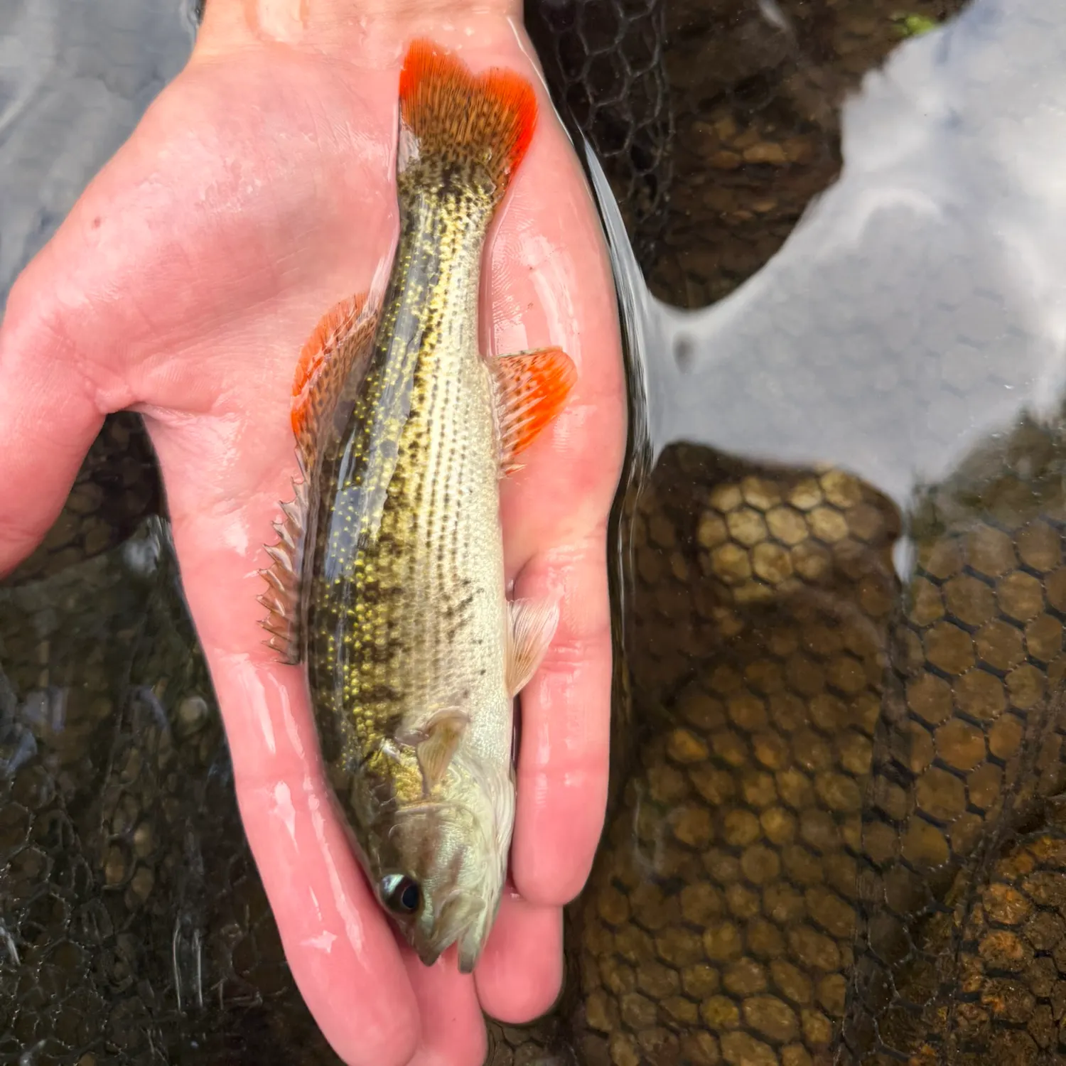 The most recent Chattahoochee bass catches on Fishbrain